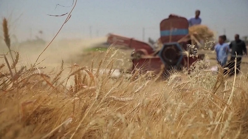 Унгарија го забрани увозот на земјоделски производи од Украина
